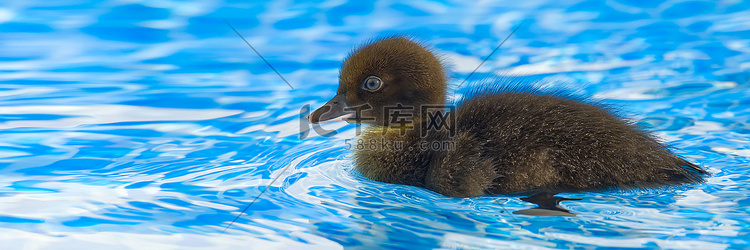 棕色可爱的小鸭子在游泳池里。