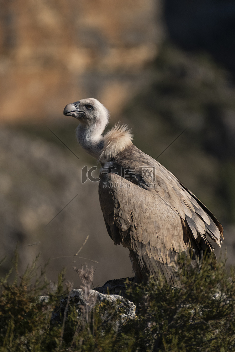 格里芬秃鹰 (Gyps fulvus)