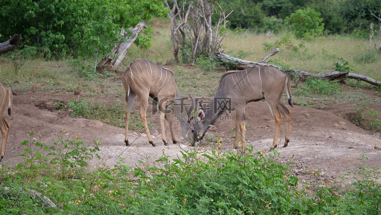 两只母捻角羚放牧
