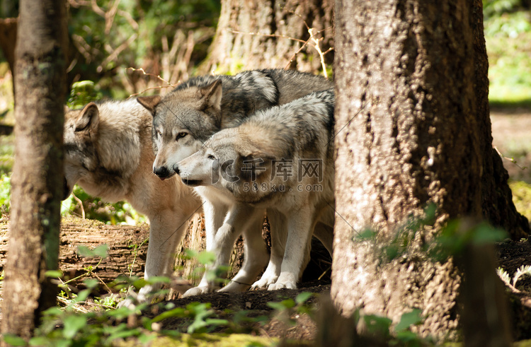 野生动物狼群站立与北美野生动物