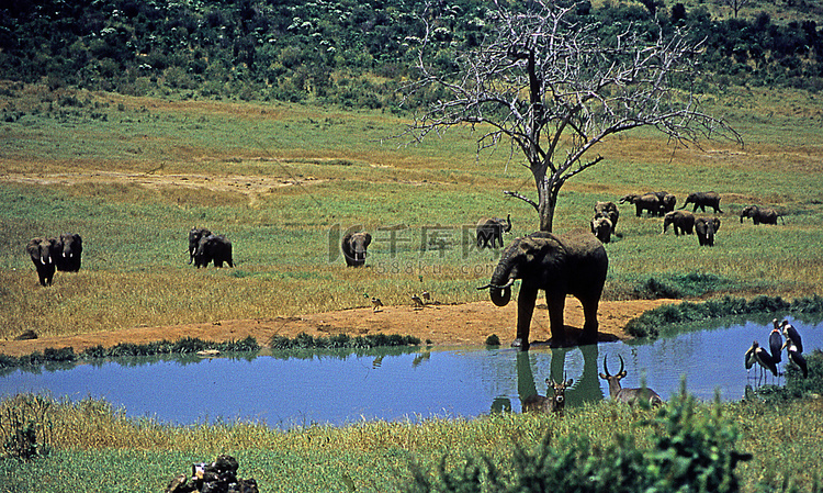 非洲草原上的大象