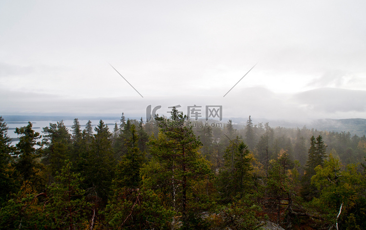 芬兰北卡累利阿地区的松树林