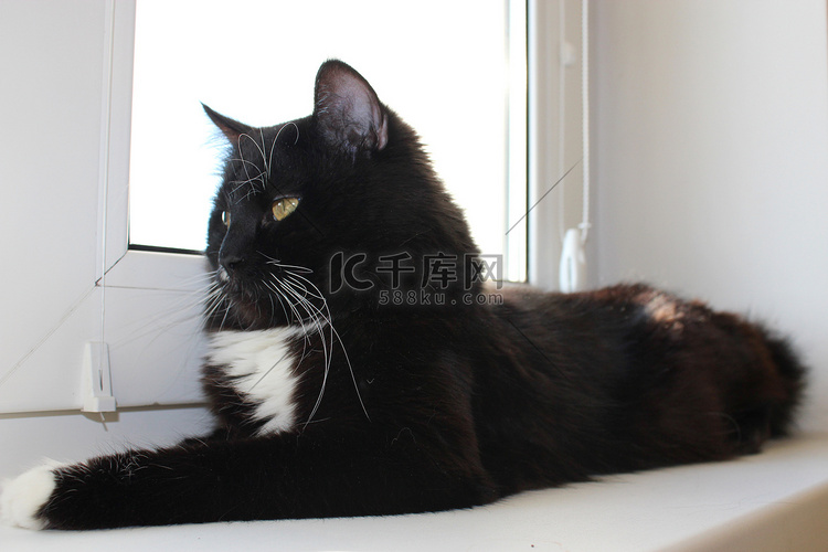 躺在窗台上的黑猫