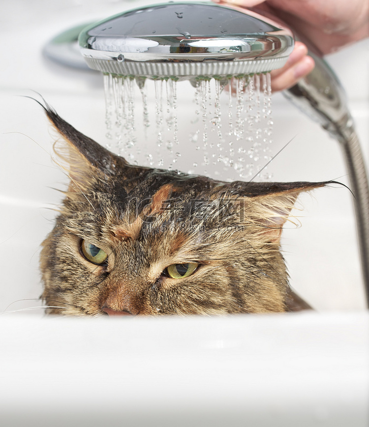 浴缸里的湿猫