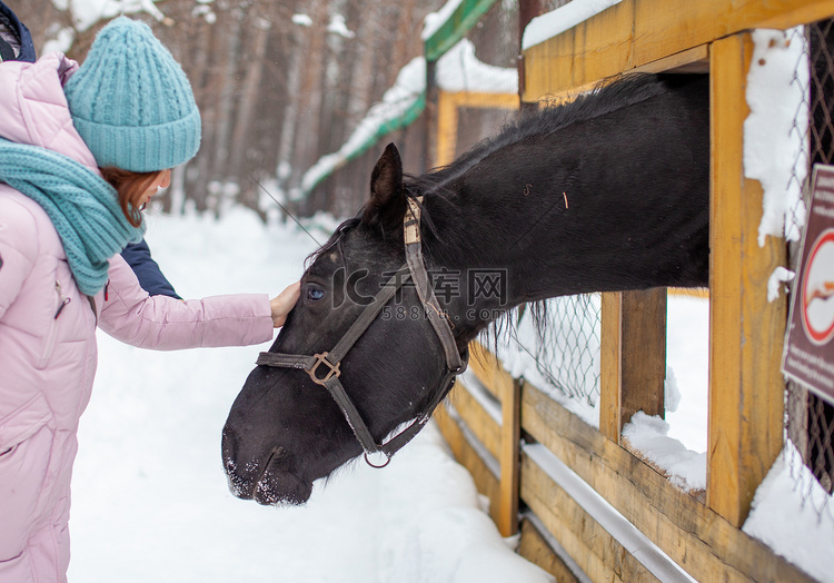 冬天，一名妇女在动物园里喂马。
