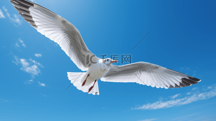 在晴朗的蓝天中飞翔的海鸥