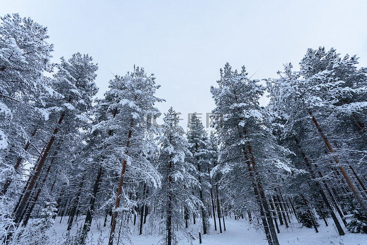 森林覆盖着大雪和恶劣天气的天空