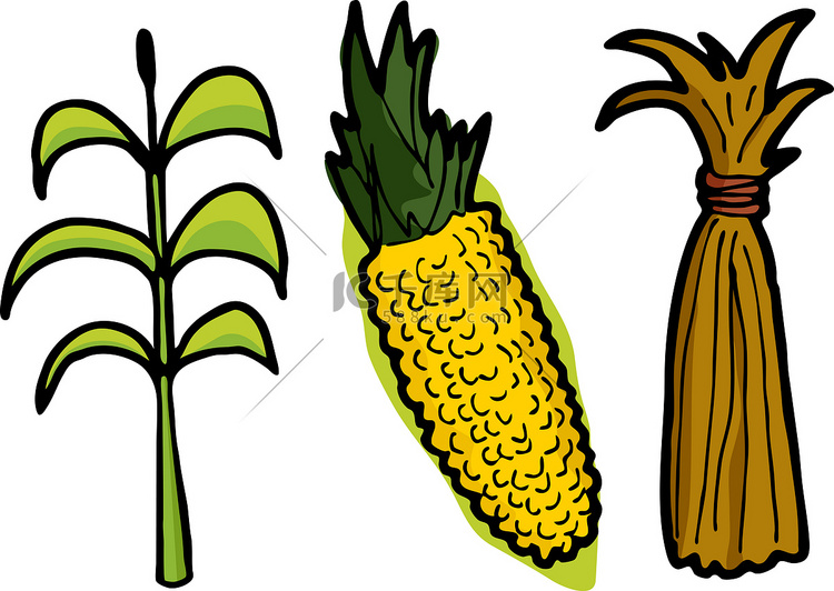 玉米分三个阶段