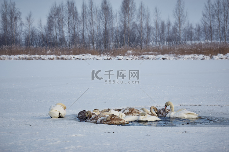 一群天鹅在冬天的冰湖上因寒冷而