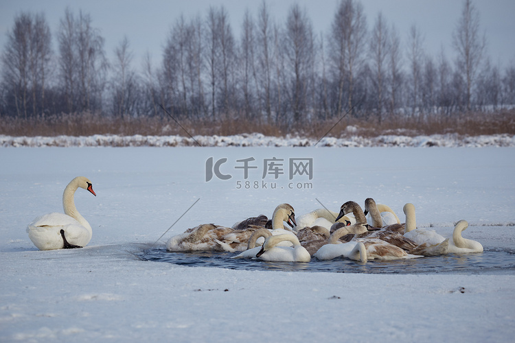 天鹅在冬天的冰湖上因寒冷而结冰