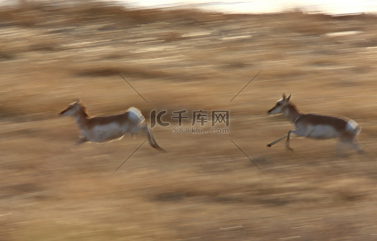 草原叉角羚奔跑萨斯喀彻温省的平