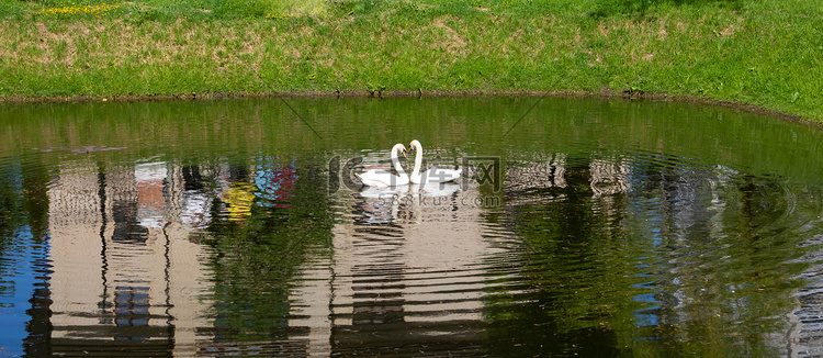 在城市池塘的公园里，漂浮的天鹅