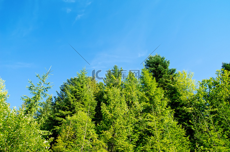 喀尔巴阡山深蓝天下的松林