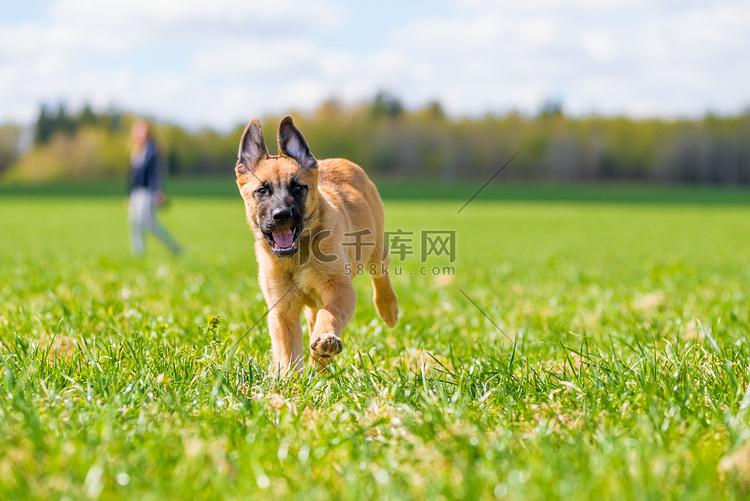 活跃的杂种狗在公园的草地上奔跑