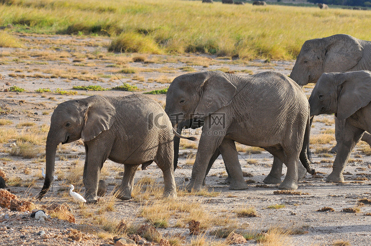 在安博塞利国家公园的大象，