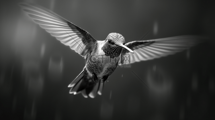 蜂鸟飞行的灰度摄影