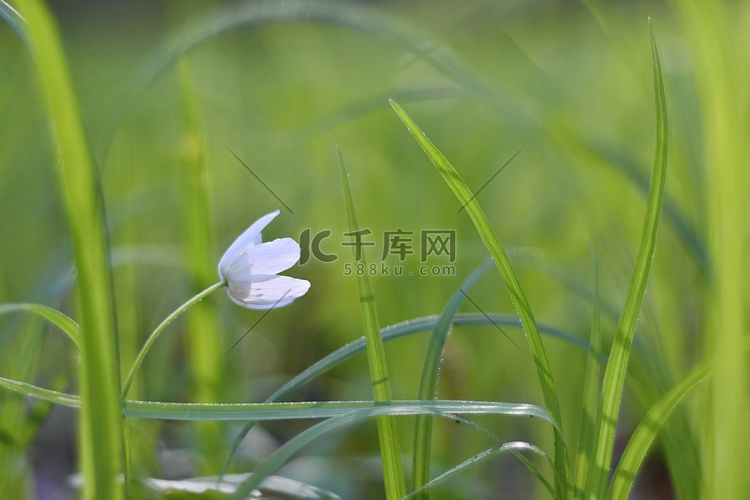 草丛中的春天白花 (Isopy