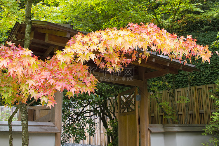 日本庭园的秋色