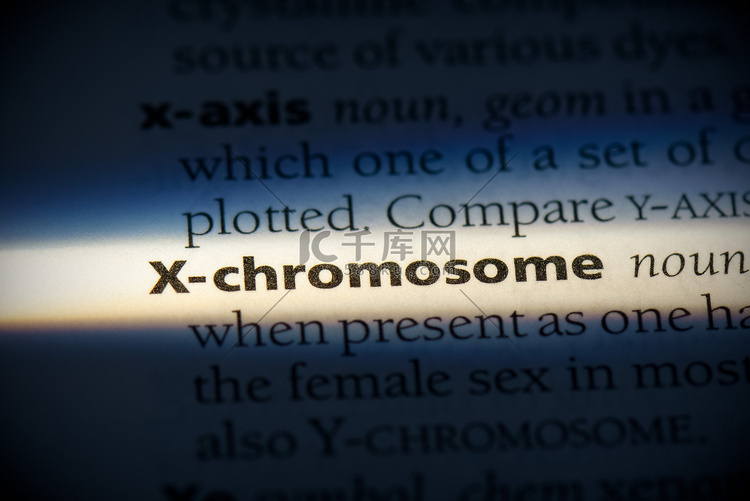 x染色体