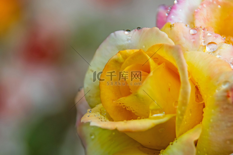 特写黄玫瑰和雨滴