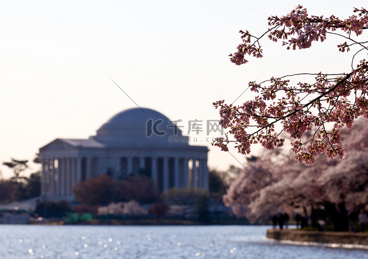 樱花和杰斐逊纪念堂