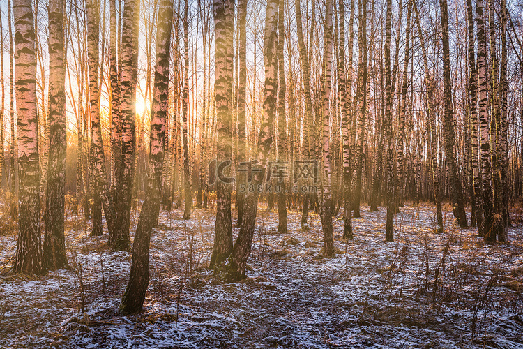 春天，阳光穿过桦树和白桦林地面