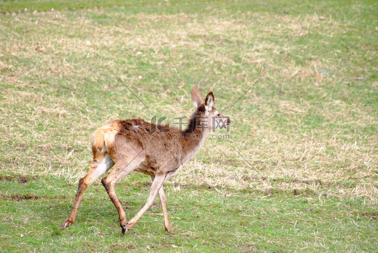 一只鹿在草原上奔跑