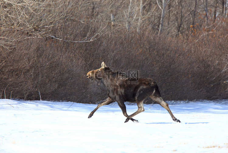 驼鹿在冬天奔跑