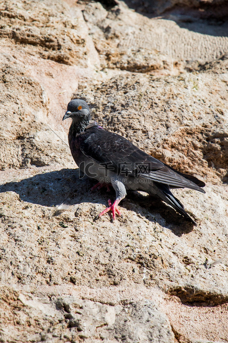 一只鸽子坐在岩石上