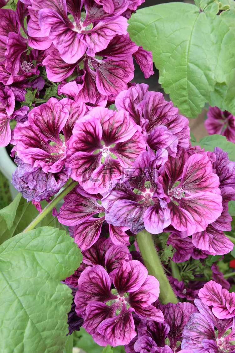 紫色的爱尔兰花