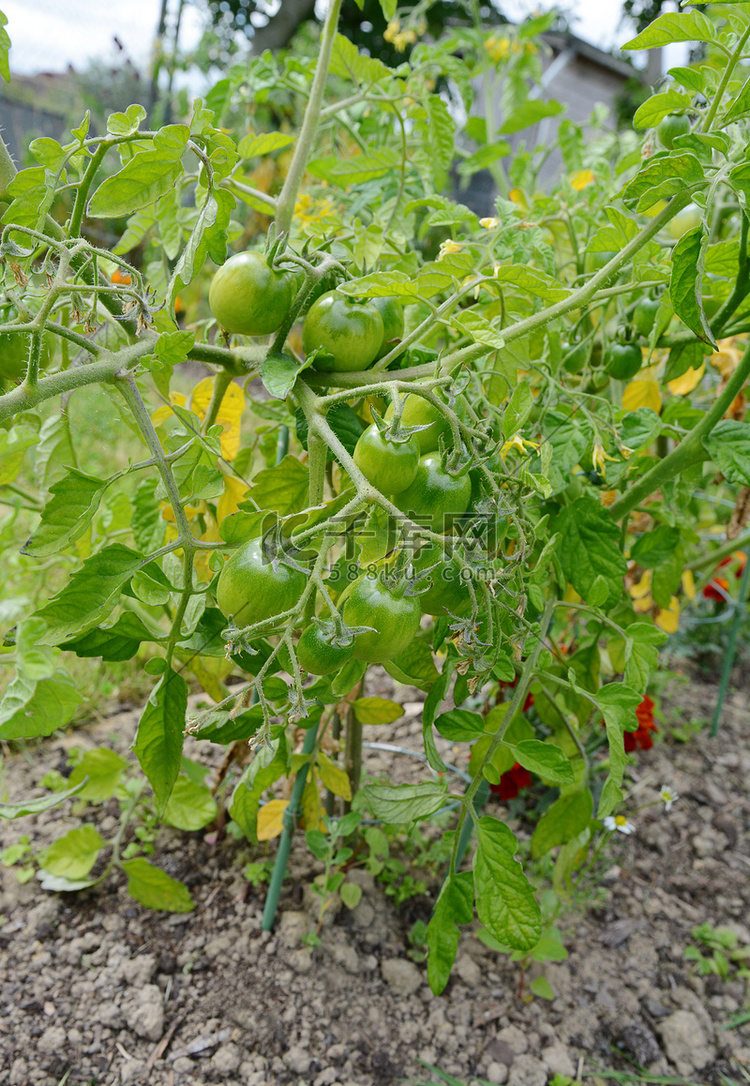 生长在番茄植株上的红色警戒番茄