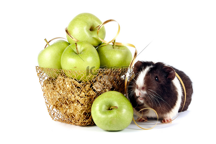 黄金篮子里有苹果的豚鼠