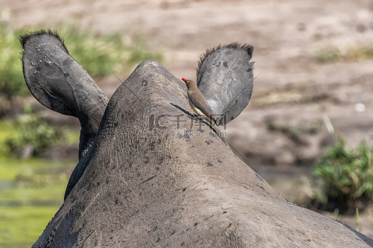 白犀牛头上的红嘴啄木鸟