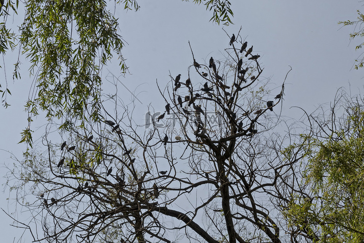 杂色鸽子或鸽子沐浴苍蝇，站在树