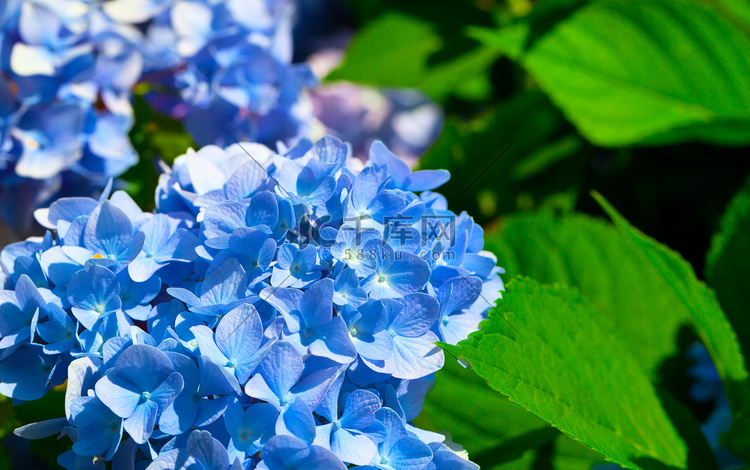 绣球科的蓝色花
