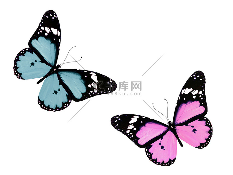 “粉红色和蓝色的蝴蝶飞舞，在白
