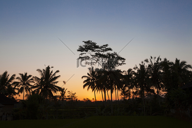 巴厘岛夕阳下的椰子树剪影