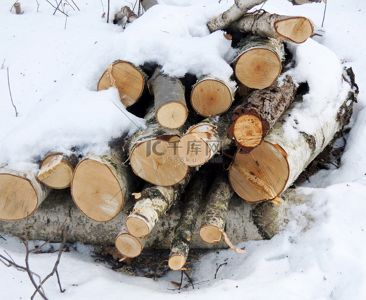 森林里有雪的木桩