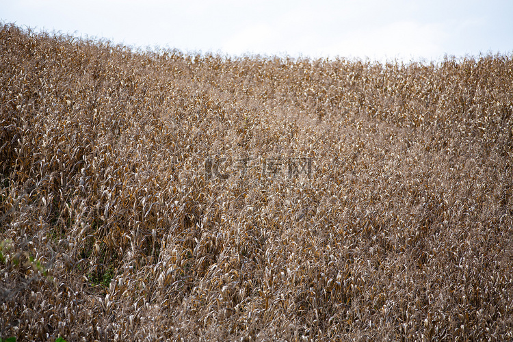 模糊的成熟玉米田、农业、收获期