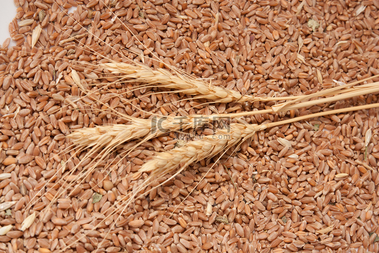 小麦的三个小穗对着麦粒