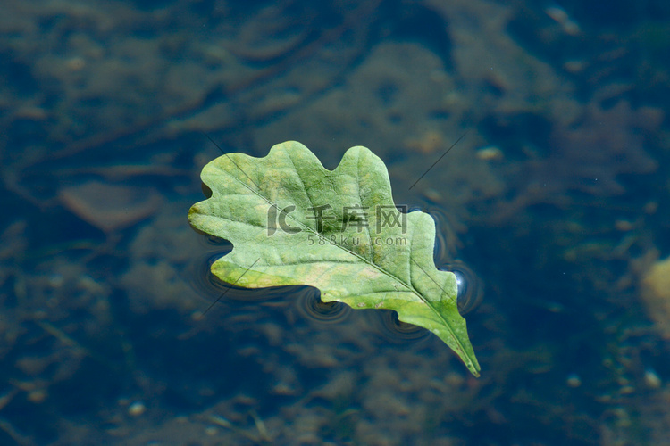 漂浮在水中的秋天橡木板料