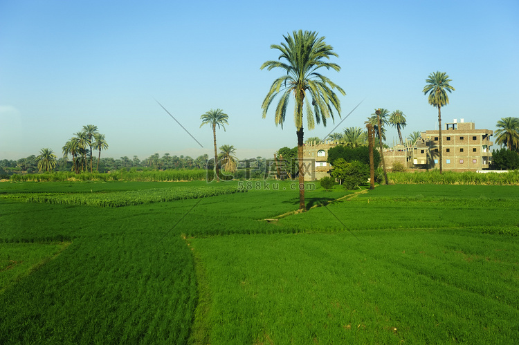 埃及农田中的椰枣树