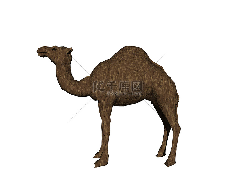 单峰骆驼在沙漠中抬起头