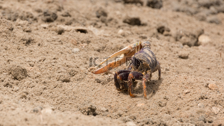 沙中的招潮蟹