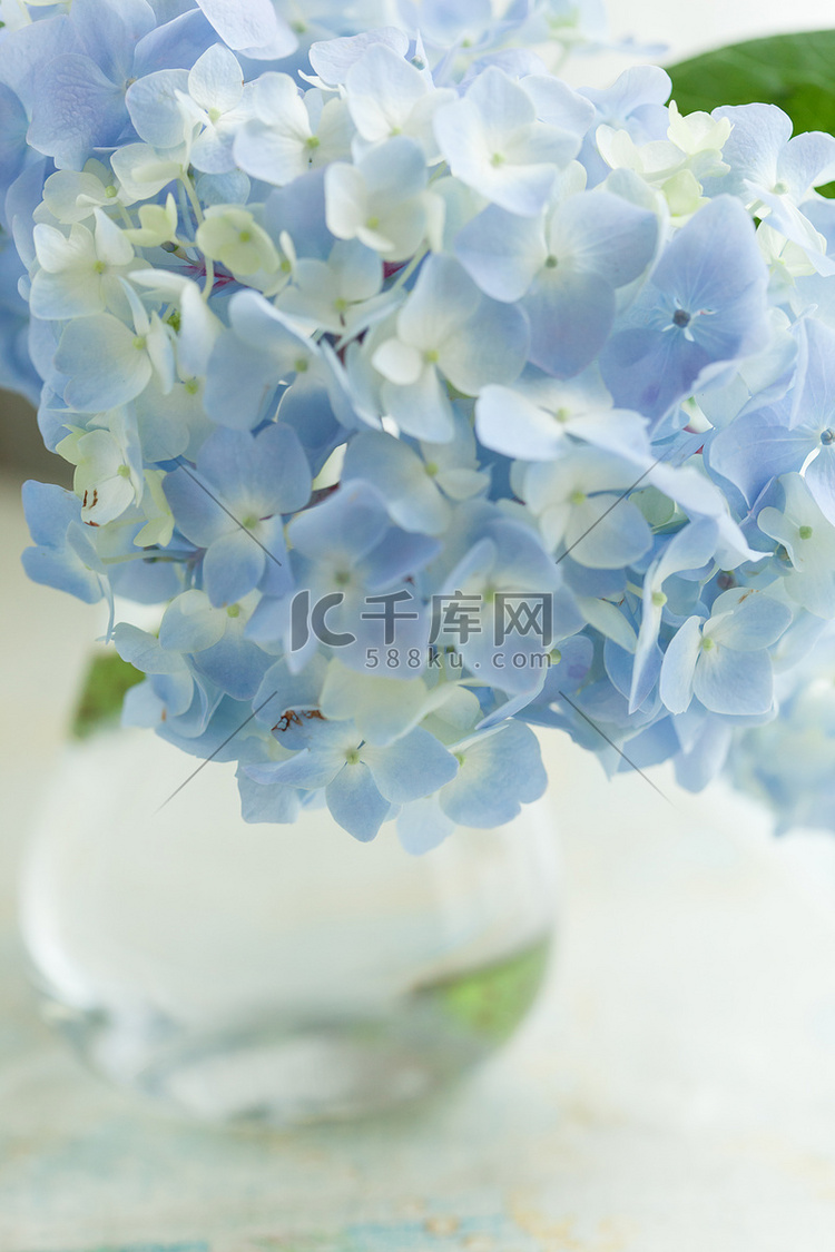 花瓶里的蓝花