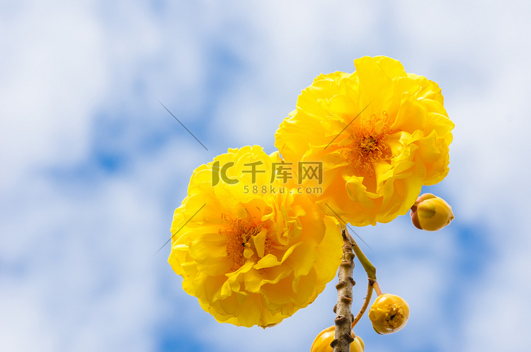 黄丝棉或 Cochlospermum regium