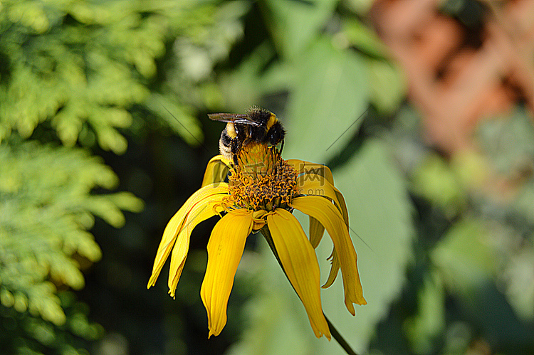 一只小大黄蜂坐在一朵花上