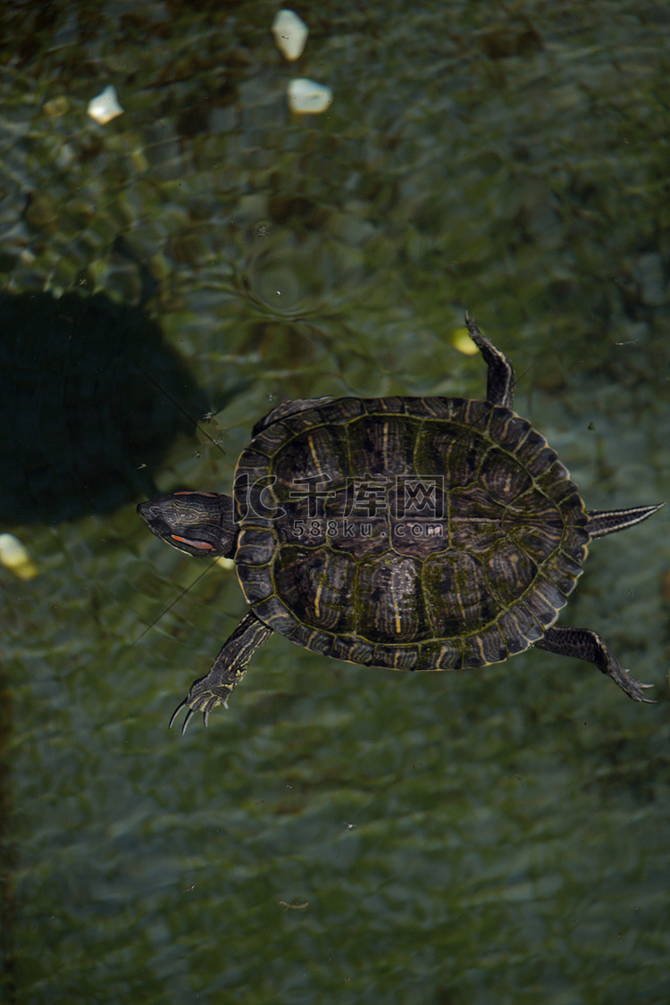 孤独的乌龟在湖中游泳
