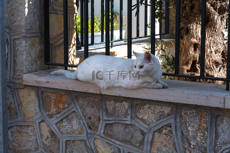 白猫躺在砖墙上