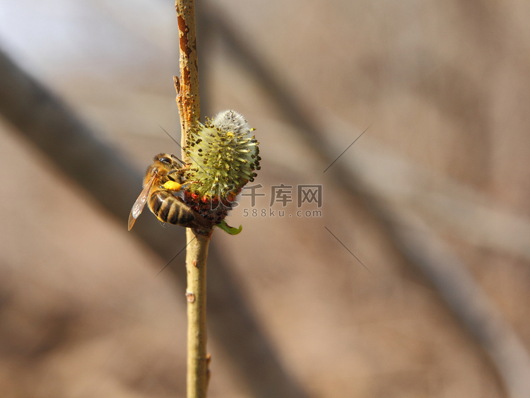 蜜蜂坐在树上